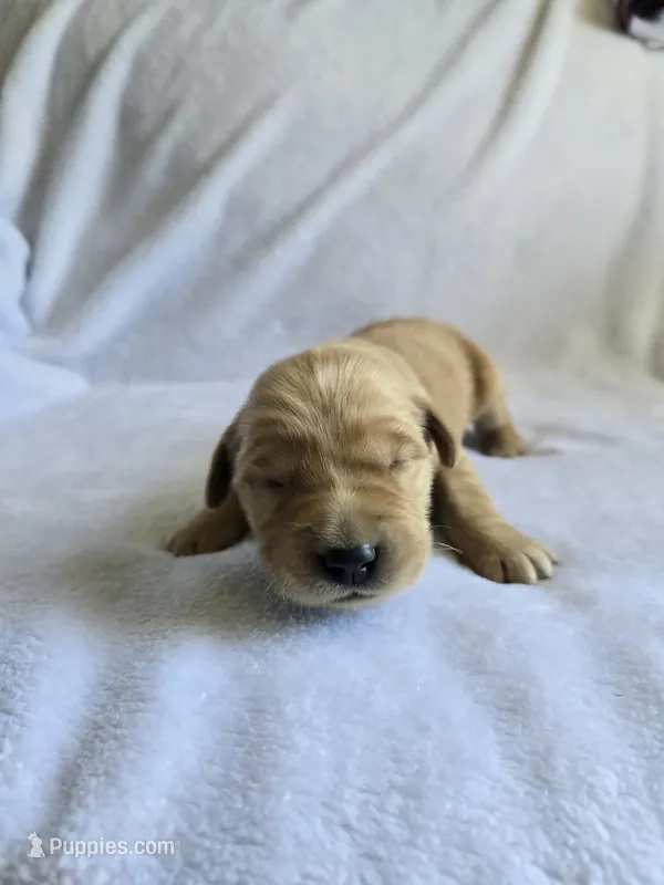 Reggie – Golden Retriever puppy for sale in Williamstown, KY