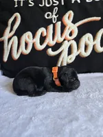 Gus, a  Labradoodle for sale in Williamstown, KY – 2 of 3