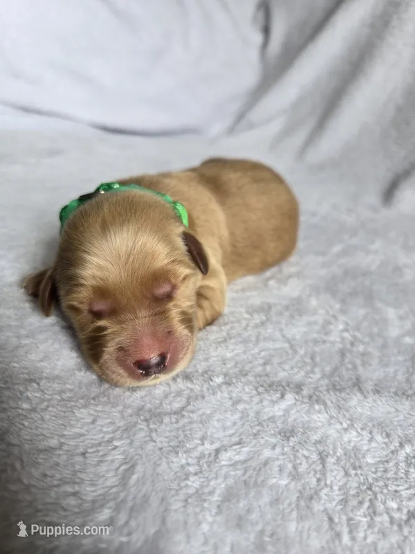 Reggie – Golden Retriever puppy for sale in Williamstown, KY