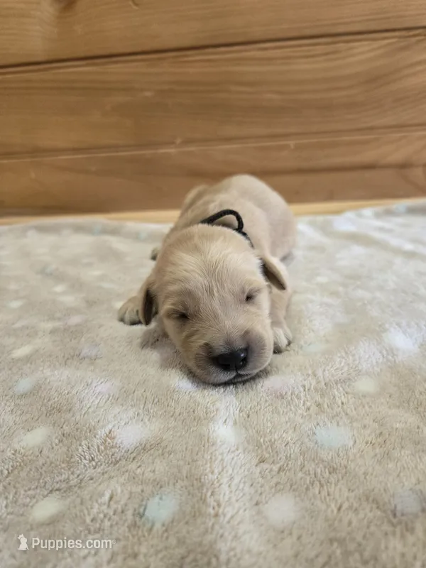 Peanut – Golden Retriever puppy for sale in Williamstown, KY