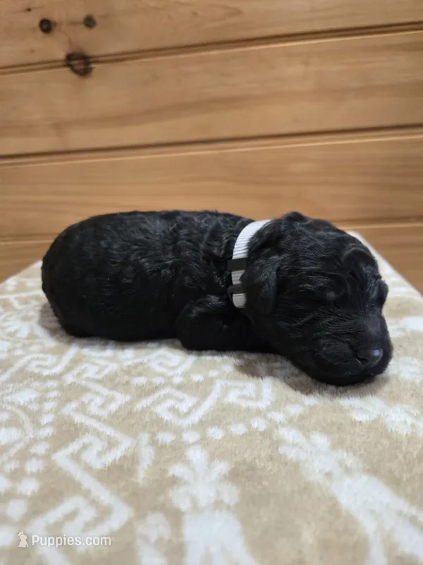 Hickery – Goldendoodle puppy for sale in Williamstown, KY