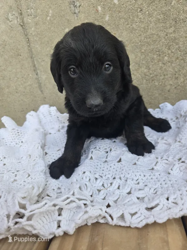 Koda – Labradoodle puppy for sale in Williamstown, KY