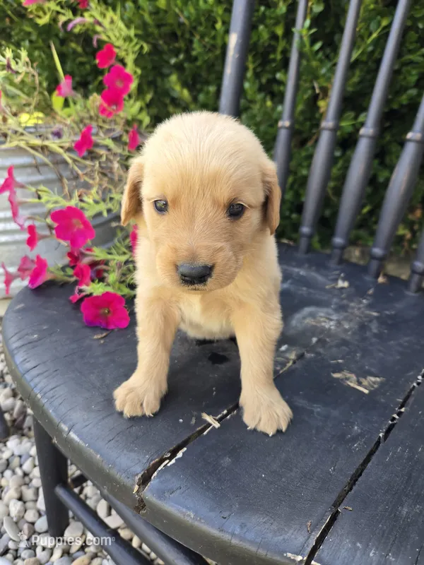Bear – Golden Retriever puppy for sale in Williamstown, KY