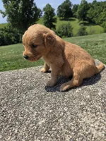 Avery, a female Golden Retriever for sale in Williamstown, KY – 4 of 4