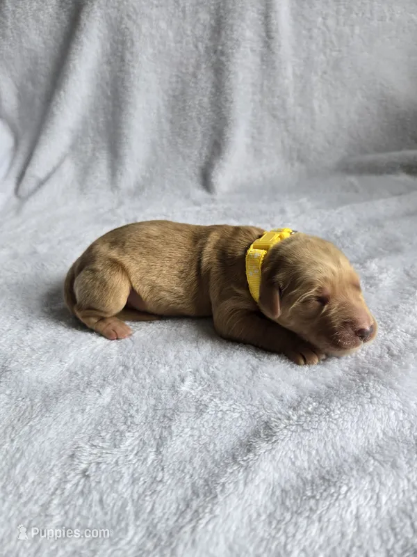 Willow  – Golden Retriever puppy for sale in Williamstown, KY