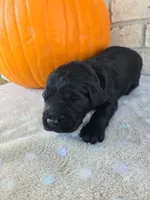 Ember, a female Goldendoodle for sale in Williamstown, KY – 2 of 5