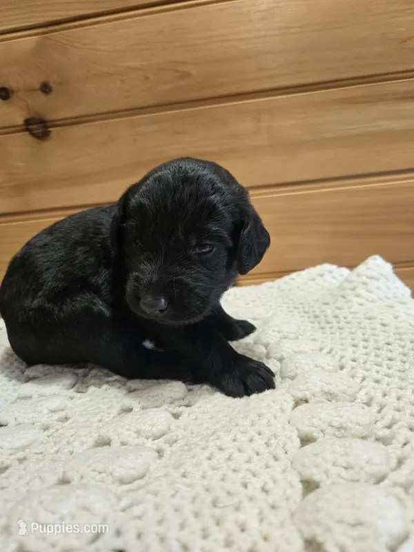 Spike – Labradoodle puppy for sale in Williamstown, KY
