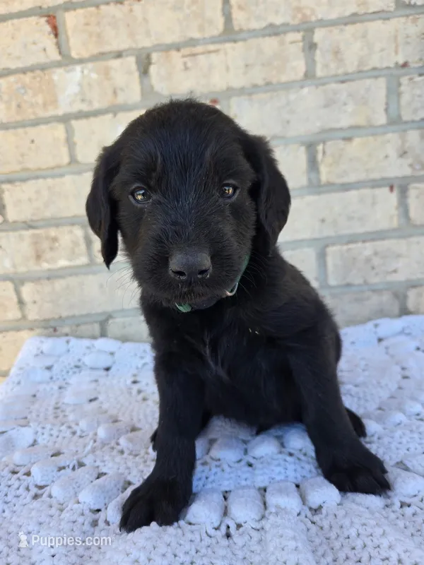 Spike – Labradoodle puppy for sale in Williamstown, KY