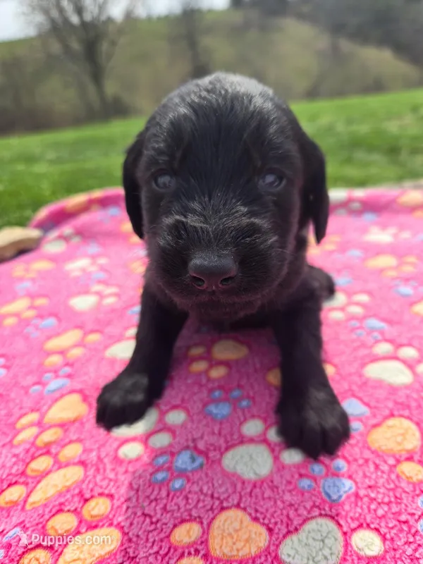 Spike – Labradoodle puppy for sale in Williamstown, KY