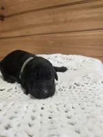 Spike, a male Labradoodle for sale in Williamstown, KY – Photo 1 of 5