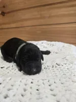 Spike, a male Labradoodle for sale in Williamstown, KY – Photo 2 of 5