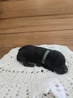 Spike, a male Labradoodle for sale in Williamstown, KY – Photo 3 of 5