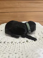 Spike, a male Labradoodle for sale in Williamstown, KY – Photo 4 of 5