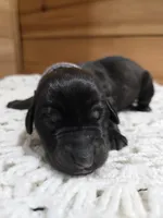 Scout, a male Labradoodle for sale in Williamstown, KY – Photo 5 of 6