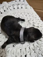 Scout, a male Labradoodle for sale in Williamstown, KY – Photo 2 of 6