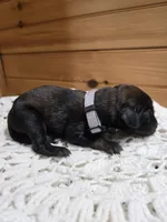 Scout, a male Labradoodle for sale in Williamstown, KY – Photo 3 of 6