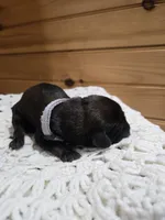 Scout, a male Labradoodle for sale in Williamstown, KY – Photo 6 of 6