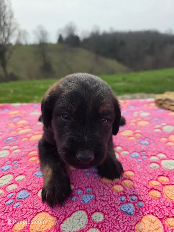 Scout – Labradoodle puppy for sale in Williamstown, KY