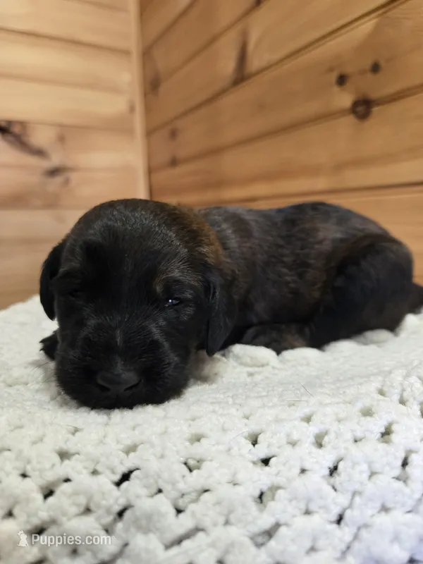 Scout – Labradoodle puppy for sale in Williamstown, KY