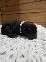 Scout, a male Labradoodle for sale in Williamstown, KY – Photo 4 of 6