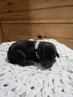 Scout, a male Labradoodle for sale in Williamstown, KY – Photo 1 of 6