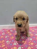 Hunter, a male Golden Retriever for sale in Williamstown, KY – Photo 3 of 4