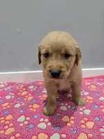 Hunter, a male Golden Retriever for sale in Williamstown, KY – Photo 2 of 4