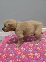 Hunter, a male Golden Retriever for sale in Williamstown, KY – Photo 4 of 4