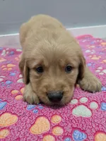 Hunter, a male Golden Retriever for sale in Williamstown, KY – Photo 1 of 4