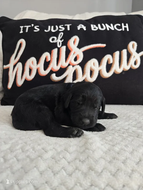Rocky – Labradoodle puppy for sale in Williamstown, KY