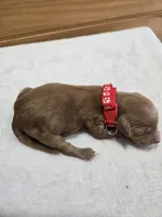 Cash, a male Labradoodle for sale in Williamstown, KY – Photo 2 of 4