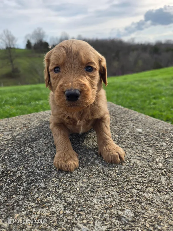 Cash – Labradoodle puppy for sale in Williamstown, KY