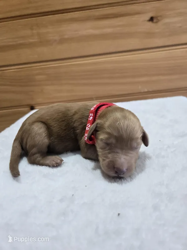 Cash – Labradoodle puppy for sale in Williamstown, KY