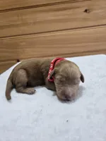 Cash, a male Labradoodle for sale in Williamstown, KY – Photo 1 of 4