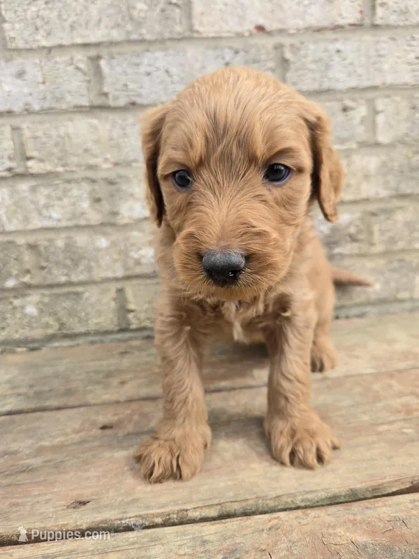 Cash – Labradoodle puppy for sale in Williamstown, KY