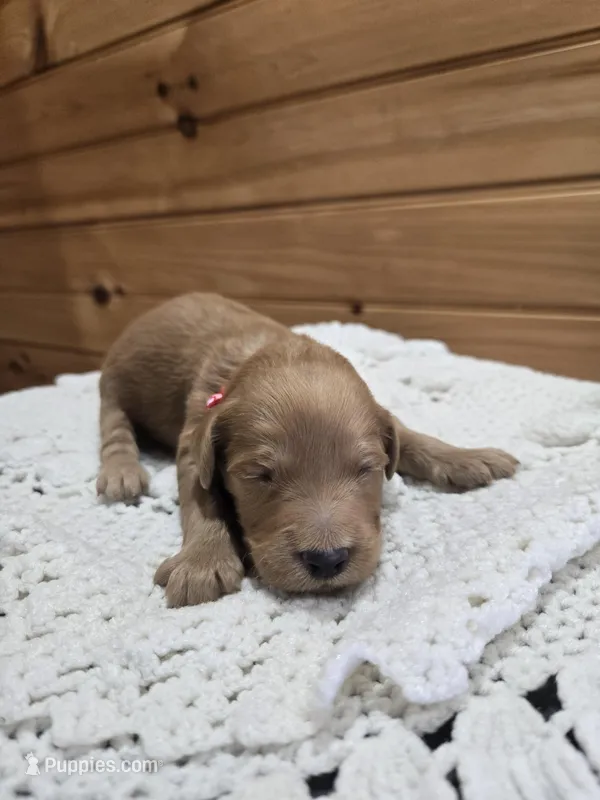 Cash – Labradoodle puppy for sale in Williamstown, KY
