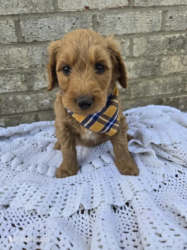 Cash – Labradoodle puppy for sale in Williamstown, KY