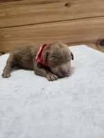 Cash, a male Labradoodle for sale in Williamstown, KY – Photo 3 of 4