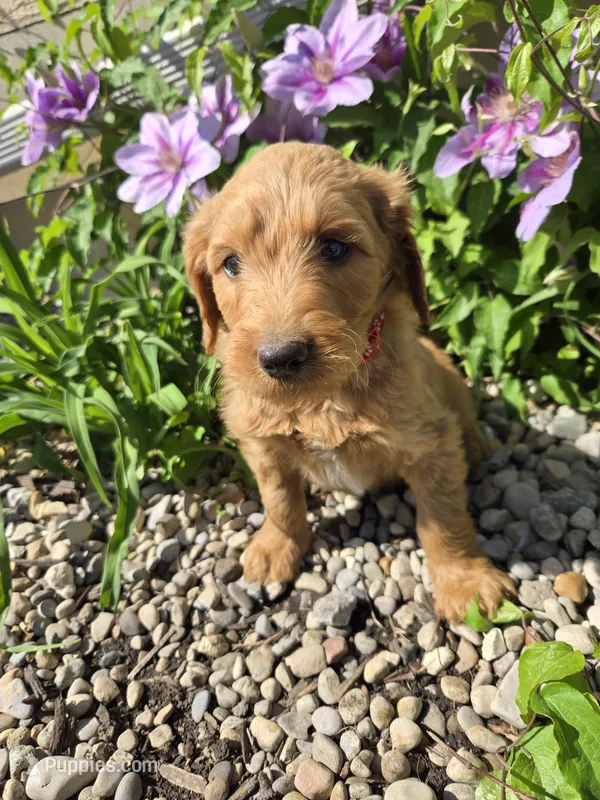 Cash – Labradoodle puppy for sale in Williamstown, KY