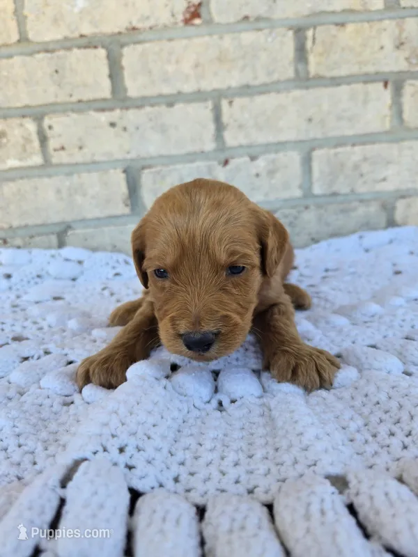 Cash – Labradoodle puppy for sale in Williamstown, KY