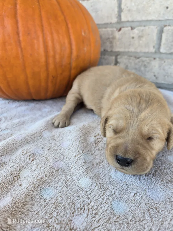 Butterscotch  – Goldendoodle puppy for sale in Williamstown, KY