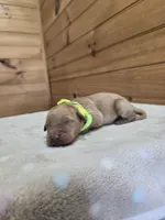 Nugget, a male Golden Retriever for sale in Williamstown, KY – 4 of 5