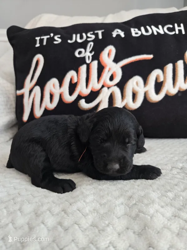 Buster – Labradoodle puppy for sale in Williamstown, KY