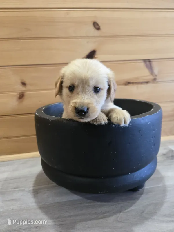 Peanut – Golden Retriever puppy for sale in Williamstown, KY
