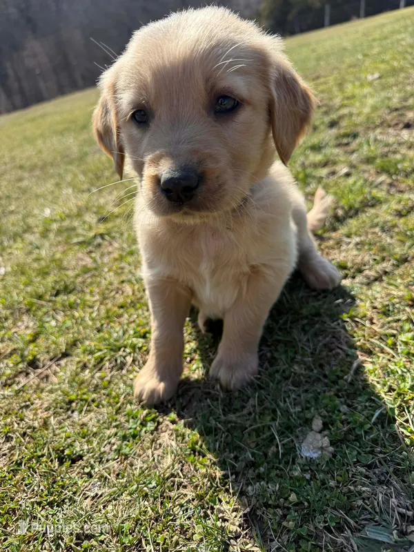 Hunter – Golden Retriever puppy for sale in Williamstown, KY