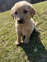 Hunter, a male Golden Retriever for sale in Williamstown, KY – Photo 1 of 3