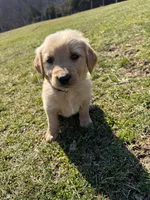 Hunter, a male Golden Retriever for sale in Williamstown, KY – Photo 2 of 3