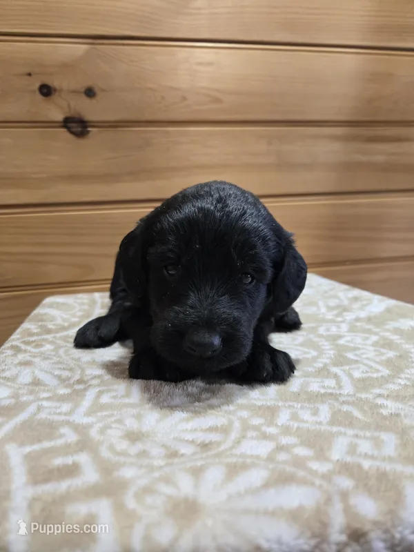 Rocky – Labradoodle puppy for sale in Williamstown, KY
