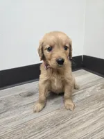 Avery, a female Golden Retriever for sale in Williamstown, KY – 3 of 4