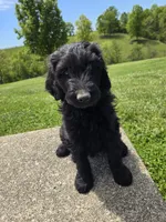Ivy, a female Labradoodle for sale in Williamstown, KY – 4 of 5